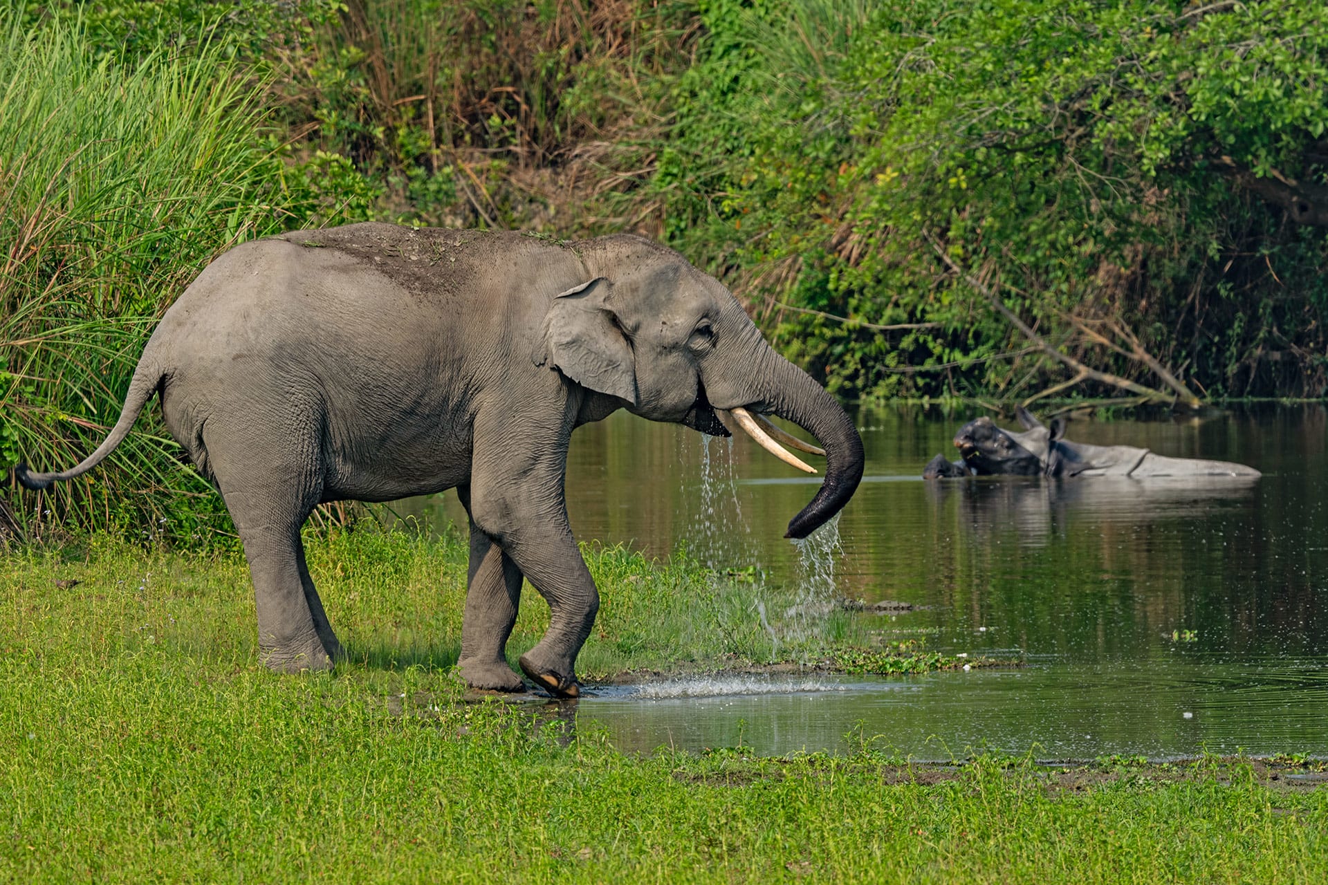 Kaziranga